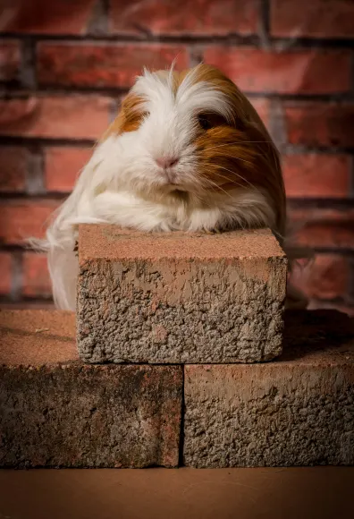 Guineapig sitting on bricks 